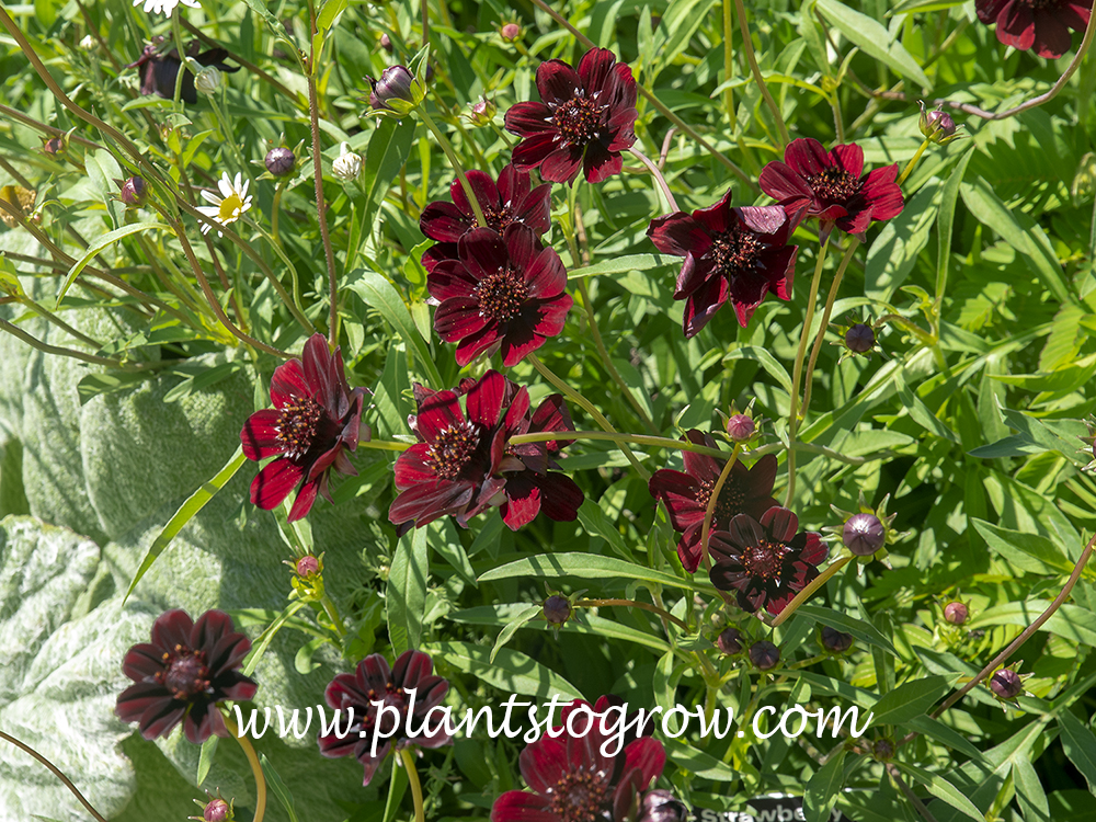 Chocolate Cosmos (Cosmos atrosanguineus)